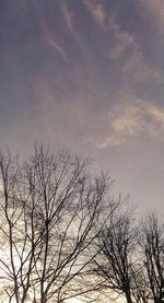 Low angle view of bare trees against sky