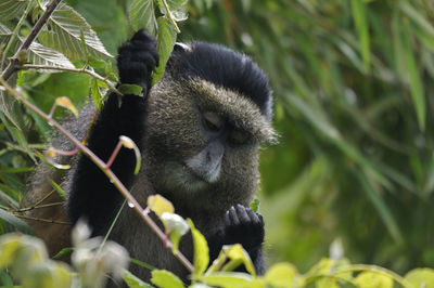 Close-up of monkey against blurred background