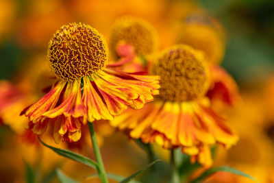 Close up of common sneezeweed flowers in bloom
