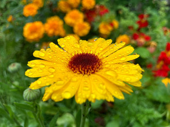 Close-up of yellow flowering plant on field