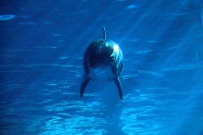 Fish swimming in sea