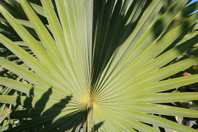 Full frame shot of palm leaves