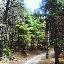 Road passing through forest