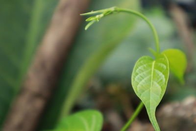 Close-up of fresh green plant