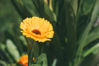 Close-up of yellow daisy flower