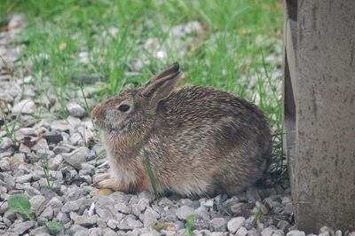 Eastern cottontail on stones