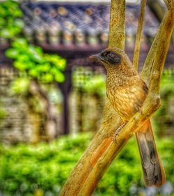 Close-up of bird perching on wood