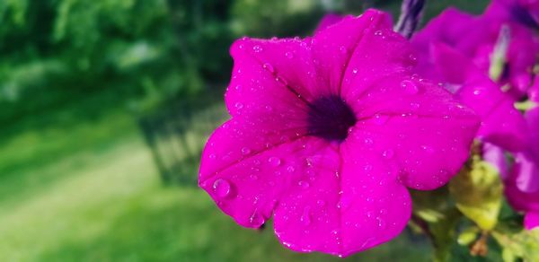 Close-up of raindrops on pink flower blooming outdoors