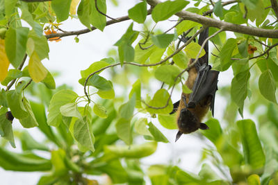 Close-up of bird flying over tree