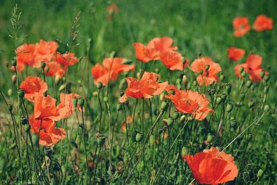 Close-up of orange poppy flowers blooming on field