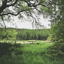 Trees on grassy field