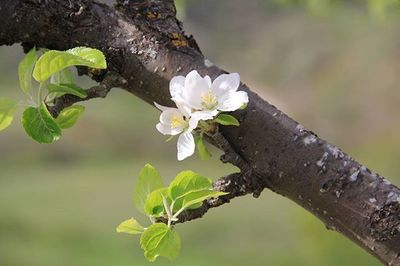 Close-up of white flower