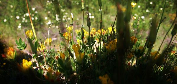 Close-up of plants growing on field