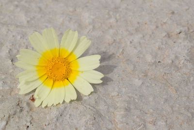 Close-up of yellow flower