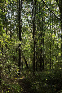 Trees growing in forest