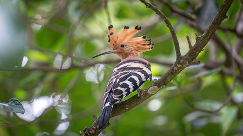Close-up of bird perching on a tree