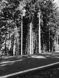 Road amidst trees in forest