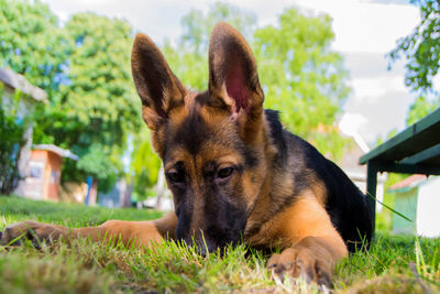 Portrait of a dog on field