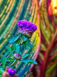 Close-up of purple flower