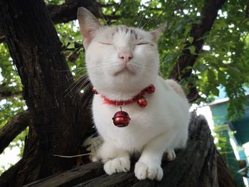 Portrait of white cat on tree