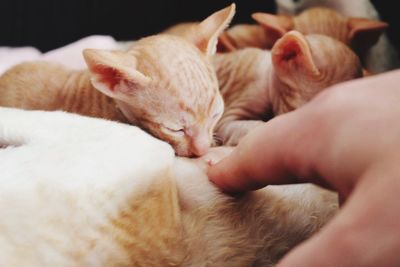 Close-up of cat feeding kittens