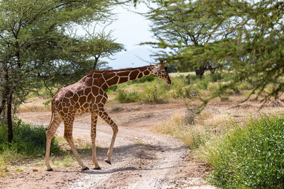 Side view of giraffe on road