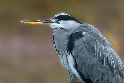 Close-up of a bird looking away