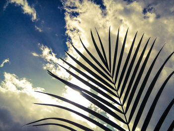 Low angle view of leaf against sky