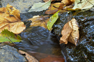 Surface level of fallen leaves in stream
