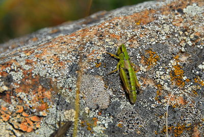 Close-up of grasshopper on rock