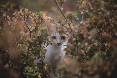 Portrait of kitten on plant