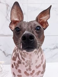 Close-up portrait of a dog in bath