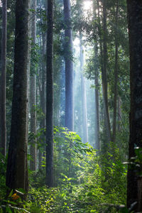 Sunlight streaming through trees in forest