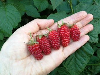 Cropped image of hand holding strawberries