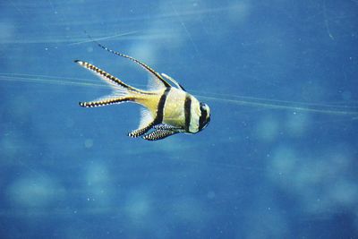 Close-up of turtle swimming in water