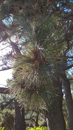 Low angle view of pine tree