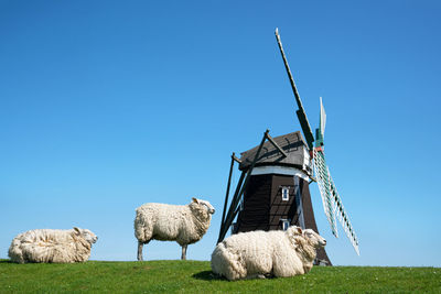 Panoramic image of the windmill of pellworm against blue sky, north frisia, germany