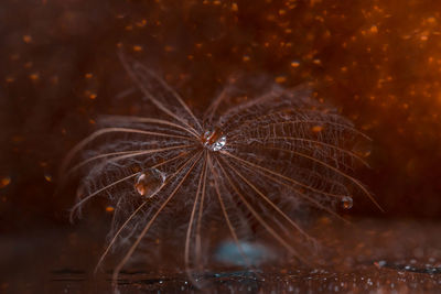 Close-up of wet dandelion