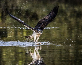 Bird flying over lake