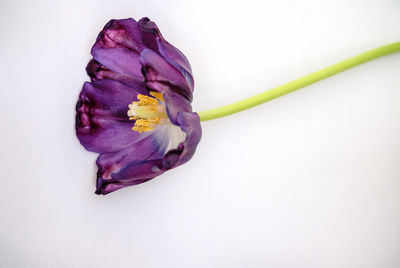 Close-up of purple flower against white background