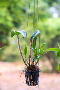 Close-up of plant on field