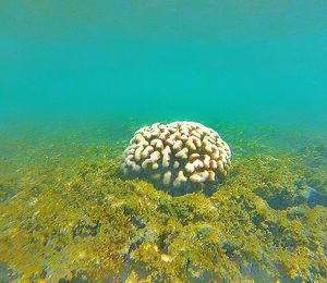 Close-up of seashell in water