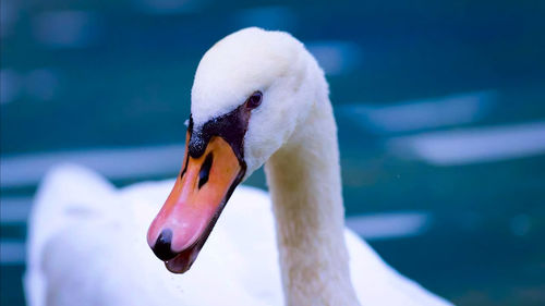 Close-up of swan