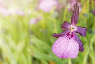 Close-up of pink flowering plant