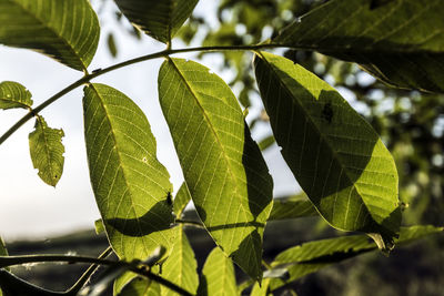 Close-up of green leaves