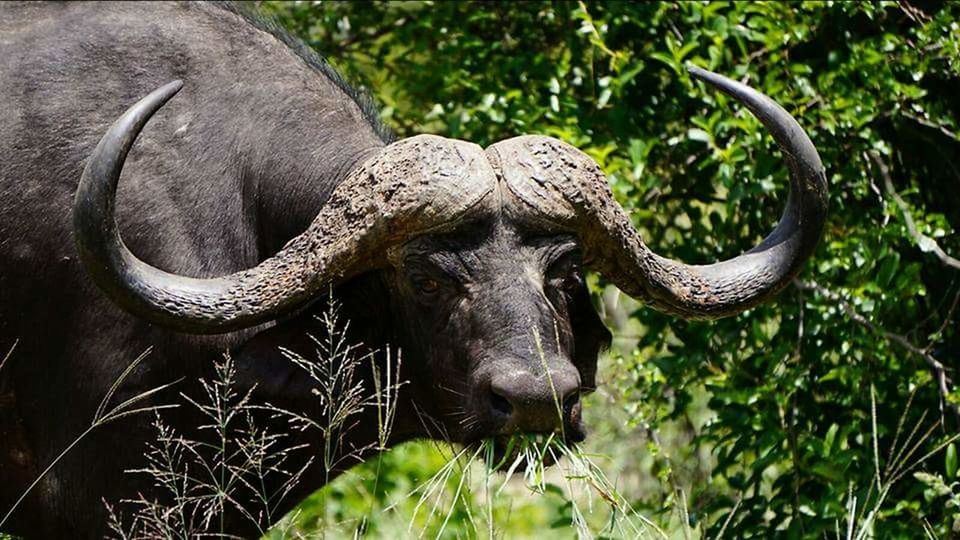 horned, animal themes, one animal, mammal, animals in the wild, water buffalo, nature, day, outdoors, no people, domestic animals, tree, perching, bird, close-up