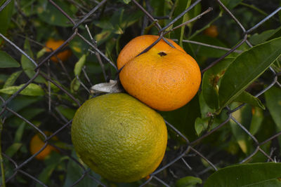 Close-up of orange on tree