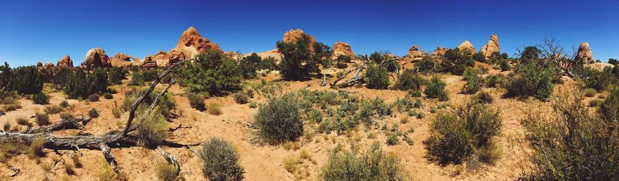 Panoramic view of trees on landscape against clear blue sky