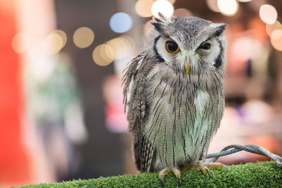 Close-up of owl