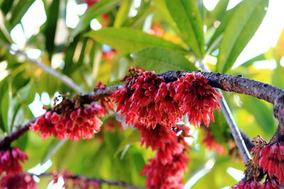 Close-up of red flowers